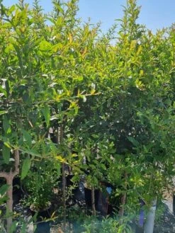 Abrikoos Als Halfstam (Prunus Armeniaca 'Antonio Errani') -Planten Verkoopwinkel prunus armeniaca antonio errani 2 1