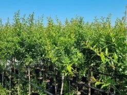 Abrikoos Als Halfstam (Prunus Armeniaca 'Antonio Errani') -Planten Verkoopwinkel prunus armeniaca antonio errani 3 1