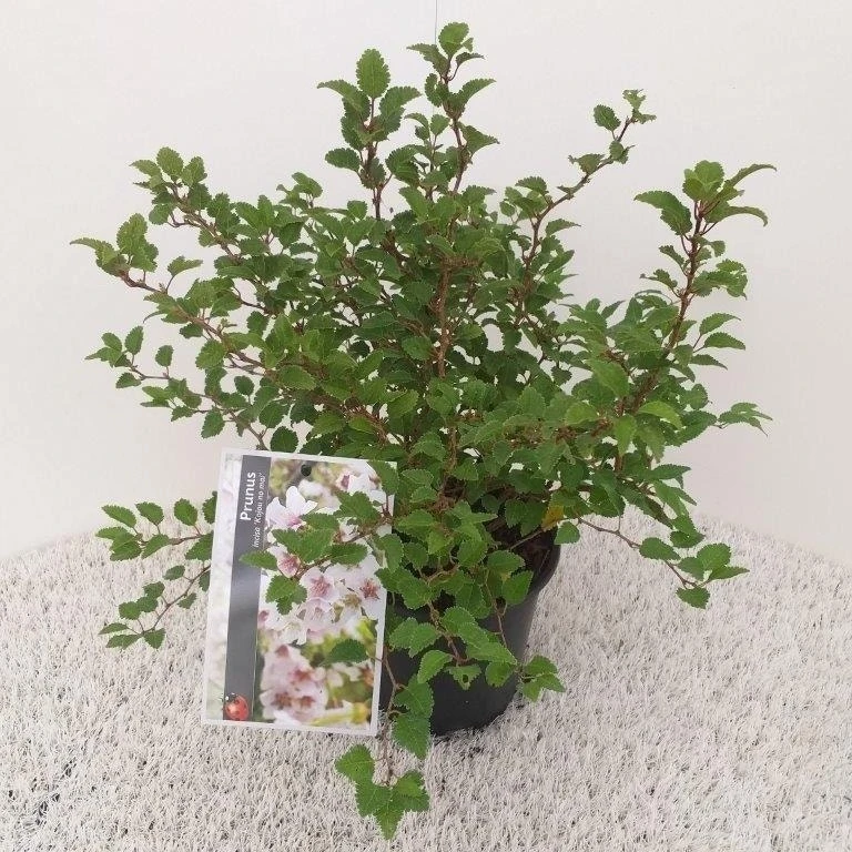 Sierkers (Prunus Incisa 'Kojou-no-mai') 4 Sierkers (Prunus Incisa 'Kojou-no-mai') - Afbeelding 2