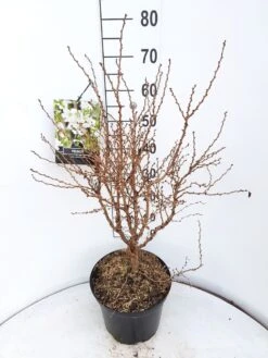 Sierkers (Prunus Incisa 'Kojou-no-mai') 7 Sierkers (Prunus Incisa 'Kojou-no-mai') -Planten Verkoopwinkel prunus kojou no mai 60 70 cm c10 v01