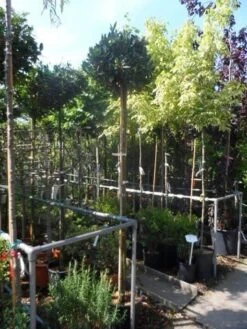 Laurierkers Op Stam (Prunus Laurocerasus 'Otto Luyken') -Planten Verkoopwinkel prunus laurocerasus otto luyken 8 10 12ho cont 1