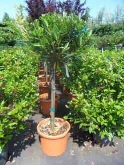 Laurierkers Op Stam (Prunus Laurocerasus 'Otto Luyken') -Planten Verkoopwinkel prunus laurocerasus otto luyken 80stam c25 1