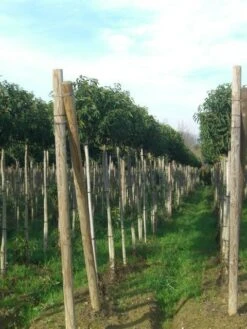 Portugese Laurier Als Boom (Prunus Lusitanica 'Angustifolia') -Planten Verkoopwinkel prunus lusitanica