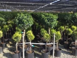 Portugese Laurier Op Stam (Prunus Lusitanica 'Angustifolia') 12 Portugese Laurier Op Stam (Prunus Lusitanica 'Angustifolia') -Planten Verkoopwinkel prunus lusitanica 80cm stam