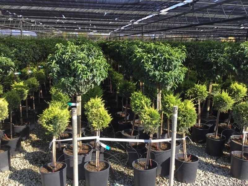 Portugese Laurier Op Stam (Prunus Lusitanica 'Angustifolia') 7 Portugese Laurier Op Stam (Prunus Lusitanica 'Angustifolia') - Afbeelding 6