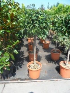 Portugese Laurier Als Boom (Prunus Lusitanica) -Planten Verkoopwinkel prunus lusitanica 80stam c25 2