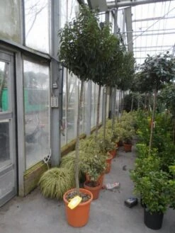 Portugese Laurier Als Boom (Prunus Lusitanica 'Angustifolia') -Planten Verkoopwinkel prunus lusitanica angustifolia 150stam c25