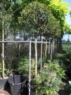 Portugese Laurier Als Boom (Prunus Lusitanica 'Angustifolia') -Planten Verkoopwinkel prunus lusitanica angustifolia 150stam c35