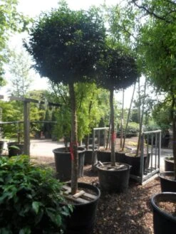 Portugese Laurier Als Boom (Prunus Lusitanica 'Angustifolia') -Planten Verkoopwinkel prunus lusitanica angustifolia 18 20 ho c130