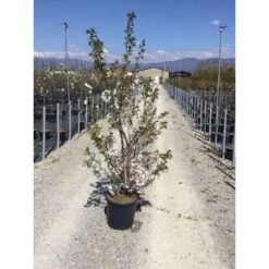 Japanse Sierkers Als Struik (Prunus Yedoensis) -Planten Verkoopwinkel prunus yedoensis 150 175 cm c18 1