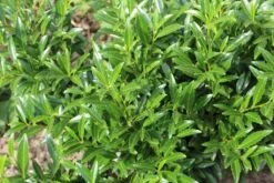 Laurierkers (Prunus Laurocerasus 'Sofia') -Planten Verkoopwinkel prunuslsofia02