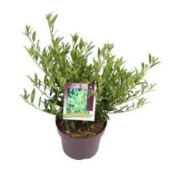 Laurierkers (Prunus Laurocerasus 'Sofia') -Planten Verkoopwinkel prunuslsofia03