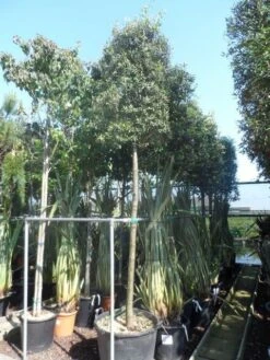 Steeneik Als Boom (Quercus Ilex) -Planten Verkoopwinkel quercus ilex 16 18 20ho cont. cylindervormig