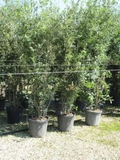 Steeneik Meerstammig (Quercus Ilex) -Planten Verkoopwinkel quercus ilex 200 250 meerstammig
