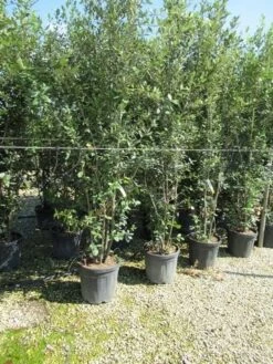 Steeneik Meerstammig (Quercus Ilex) -Planten Verkoopwinkel quercus ilex 200 250meerstammig