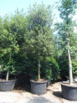 Steeneik Als Boom (Quercus Ilex) -Planten Verkoopwinkel quercus ilex 30 35 40ho cont
