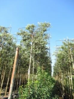 Steeneik Als Leiboom (Quercus Ilex) 17 Steeneik Als Leiboom (Quercus Ilex) -Planten Verkoopwinkel quercus ilex 8 10 leivorm