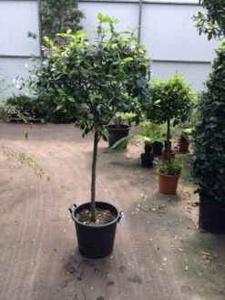 Planten Verkoopwinkel -Planten Verkoopwinkel quercus ilex op 80 cm stam 1