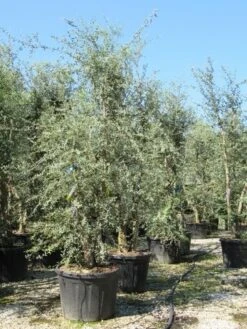 Kurkeik Meerstammig (Quercus Suber) -Planten Verkoopwinkel quercus suber meerstammig 4