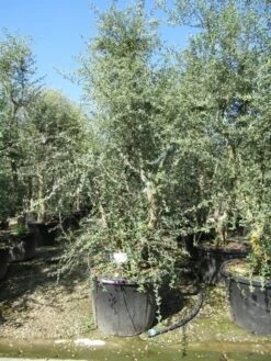 Kurkeik Meerstammig (Quercus Suber) -Planten Verkoopwinkel quercus suber meerstammig 5