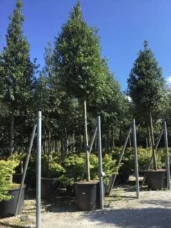 Steeneik Als Boom (Quercus Ilex) -Planten Verkoopwinkel quercusilexv01