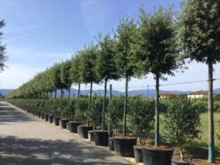 Steeneik Als Boom (Quercus Ilex) -Planten Verkoopwinkel quercusilexv05