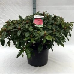 Rhododendron (Rhododendron 'Marie Forte') 22 Rhododendron (Rhododendron 'Marie Forte') -Planten Verkoopwinkel r. marie forte c40