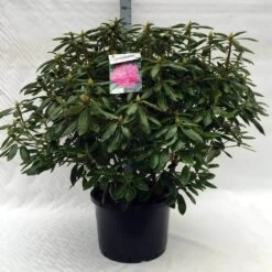 Rhododendron (Rhododendron 'Roseum Elegans') -Planten Verkoopwinkel r. roseum elegans c40