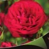 Stamroos (Rosa 'Red Meilove') -Planten Verkoopwinkel red meilove v
