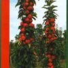 Zuilfruit (Malus Domestica 'Redcats') -Planten Verkoopwinkel redcats1