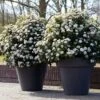 Sneeuwbal Als Bolvorm (Viburnum Tinus 'Eve Price') -Planten Verkoopwinkel rera04753 1