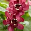 Specerijstruik (Calycanthus 'Aphrodite') -Planten Verkoopwinkel rera05242