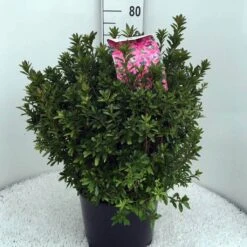 Japanse Azalea (Rhododendron 'Madame Van Hecke') -Planten Verkoopwinkel rh. aj mme van hecke c15