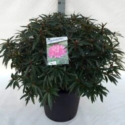 Rhododendron (Rhododendron 'Graziella') -Planten Verkoopwinkel rh. graziella c30