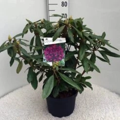 Rhododendron (Rhododendron 'Marcel Menard') -Planten Verkoopwinkel rh. marcel menard c10 50 cm