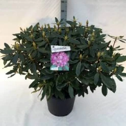 Bosrhododendron (Rhododendron Ponticum 'Roseum') -Planten Verkoopwinkel rh. pont. roseum c30