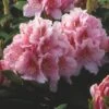 Rhododendron (Rhododendron 'Albert Schweitzer') -Planten Verkoopwinkel rhaschwe 2