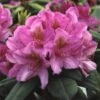 Rhododendron (Rhododendron 'Delta') -Planten Verkoopwinkel rhdelta 2