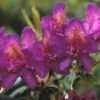 Rhododendron (Rhododendron 'Marcel Menard') -Planten Verkoopwinkel rhmmenar 1
