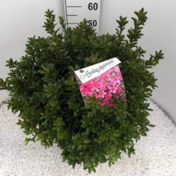 Japanse Azalea (Rhododendron 'Madame Van Hecke') -Planten Verkoopwinkel rho. aj mme van hecke c15