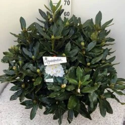 Rhododendron (Rhododendron 'Cunningham White') -Planten Verkoopwinkel rho. cunn white c20