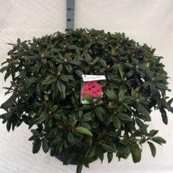 Rhododendron (Rhododendron 'Marie Forte') 23 Rhododendron (Rhododendron 'Marie Forte') -Planten Verkoopwinkel rho. marie forte c80