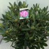 Bosrhododendron (Rhododendron Ponticum 'Roseum') -Planten Verkoopwinkel rho. ponticum roseum c20