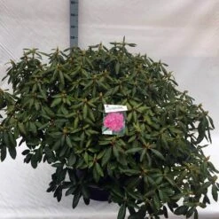 Rhododendron (Rhododendron 'Roseum Elegans') -Planten Verkoopwinkel rho. roseum elegans c80