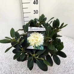 Rhododendron (Rhododendron 'Flava') -Planten Verkoopwinkel rho. y flava c5