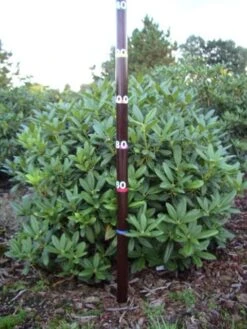 Rhododendron (Rhododendron 'Cunningham White') -Planten Verkoopwinkel rhodod cun white 1