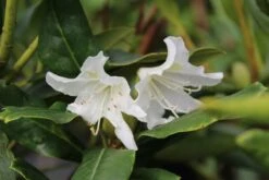 Rhododendron (Rhododendron 'Cunningham White') -Planten Verkoopwinkel rhododendron cunningham white 5