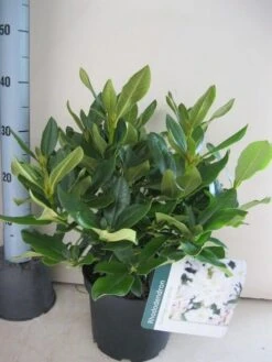 Rhododendron (Rhododendron 'Cunningham White') -Planten Verkoopwinkel rhododendron cunninghams white c5 aug