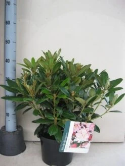 Rhododendron (Rhododendron 'Percy Wiseman') -Planten Verkoopwinkel rhododendron percy wiceman c5 aug