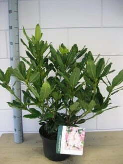 Bosrhododendron (Rhododendron Ponticum 'Roseum') -Planten Verkoopwinkel rhododendron ponticum roseum c5 oktober 1